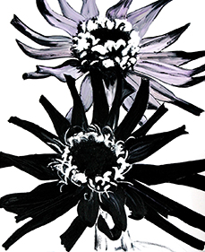 zinnia